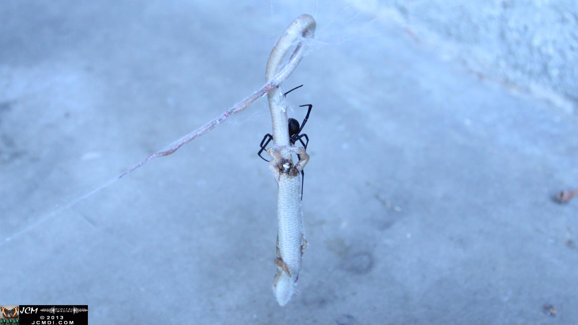 Black Widow vs (and EATS) Alligator Lizard